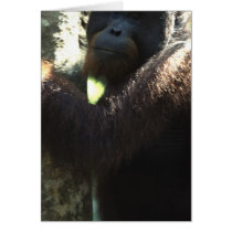 orang utan in Borneo Card