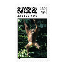 Orang utan in Borneo Postage Stamp