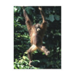 Orang utan in Borneo Postcard Orang utan in Borneo Postcard