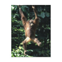 Orang utan in Borneo Postcard by AndyPo Orang utan in Borneo Postcard