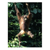 Orang utan in Borneo Postcard postcards