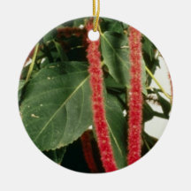 Orange Acalypha Hispida Chenille Plant flowers Christmas Tree Ornament