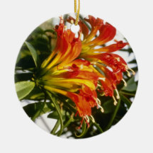 Orange Aeschynanthus Speciosus (Lipstick Plant) fl Christmas Ornaments