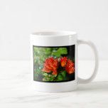 Orange African Tulip Tree Coffee Mugs