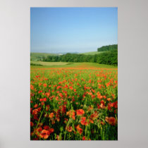 Orange Agricultural poppy field, Falmer Poster