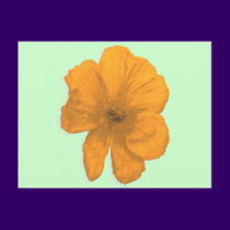 Orange Aid/ PopArt Flower postcards