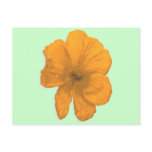 Orange Aid/ PopArt Flower Postcards