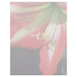 Orange Amaryllis flowers Personalized Letterhead