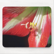 Orange Amaryllis flowers Usepad