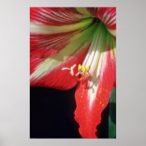 Orange Amaryllis flowers Posters