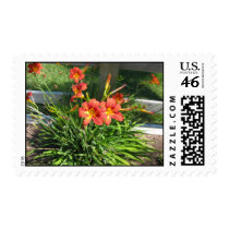 Orange Amaryllis Postage