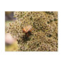 Orange and Black Beetle Post Card
