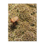 Orange and Black Beetle Post Card