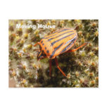 Orange and Black Beetle Post Card