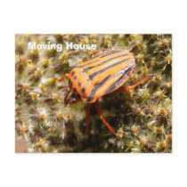 Orange and Black Beetle Post Card