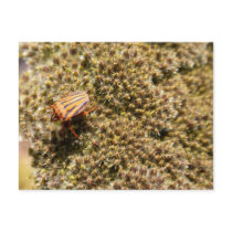 Orange and Black Beetle Post Card