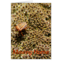 Orange and Black Beetle ving Home Card