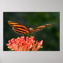 Orange and Black Butterfly Print