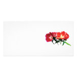 Orange and Magenta Evening Primroses Photo Cards