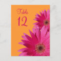 Orange and Pink Gerbera Daisy Table Number Card postcard