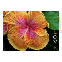 Orange and pink hibiscus cards
