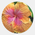 Orange and pink hibiscus stickers