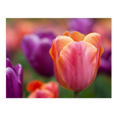 Orange and Pink Late Tulip Post Card