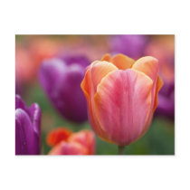 Orange and Pink Late Tulip Post Card