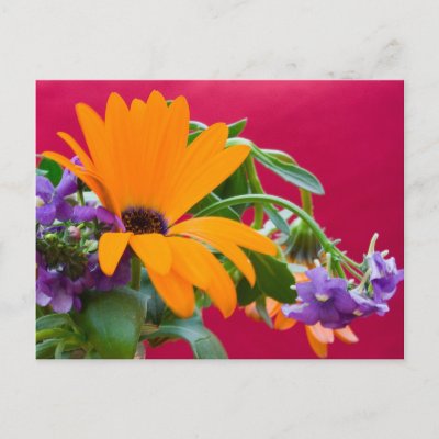Orange And Purple Flower Theme Postcard by TDSwhite