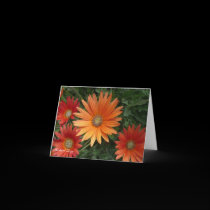 Orange and Red Gerberas Card by Rajee1 Orange and Red Gerberas Card