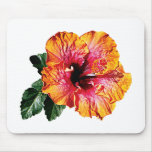 Orange and Red Hibiscus