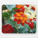 Orange and Red Lantana mousepads by princessklb07 Orange and Red Lantana mousepads