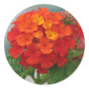 Orange and Red Lantana stickers by princessklb07 Orange and Red Lantana stickers
