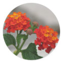 Orange and Red Lantana stickers by princessklb07 Orange and Red Lantana stickers