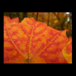 Orange and Red Maple Leaf Photography Print