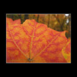 Orange and Red Maple Leaf Postcard