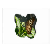 Orange and White Butterfly Photograph Post Cards