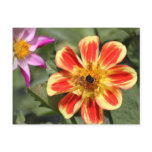 Orange and Yellow Dahlia Post Card