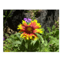 Orange and Yellow Desert Flower Post Card