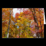 Orange and Yellow Fall Trees Card