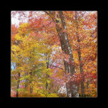Orange and Yellow Fall Trees Magnet