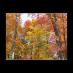 Orange and Yellow Fall Trees Postcard
