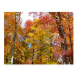 Orange and Yellow Fall Trees Postcard