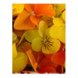 Orange and Yellow Johnny Jump Up Postcard