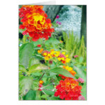Orange and Yellow Joy
