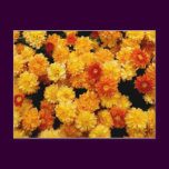Orange and Yellow  Mums
