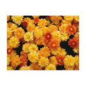 Orange and Yellow Mums postcards by princessklb07 Orange and Yellow Mums postcards