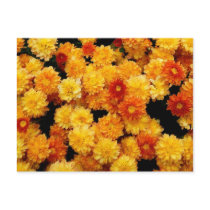 Orange and Yellow Mums postcards by princessklb07 Orange and Yellow Mums postcards