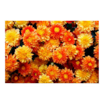 Orange and Yellow Mums posters