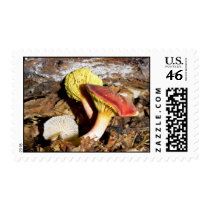 Orange and Yellow Mushroom postage by LynnMariep Orange and Yellow Mushroom postage